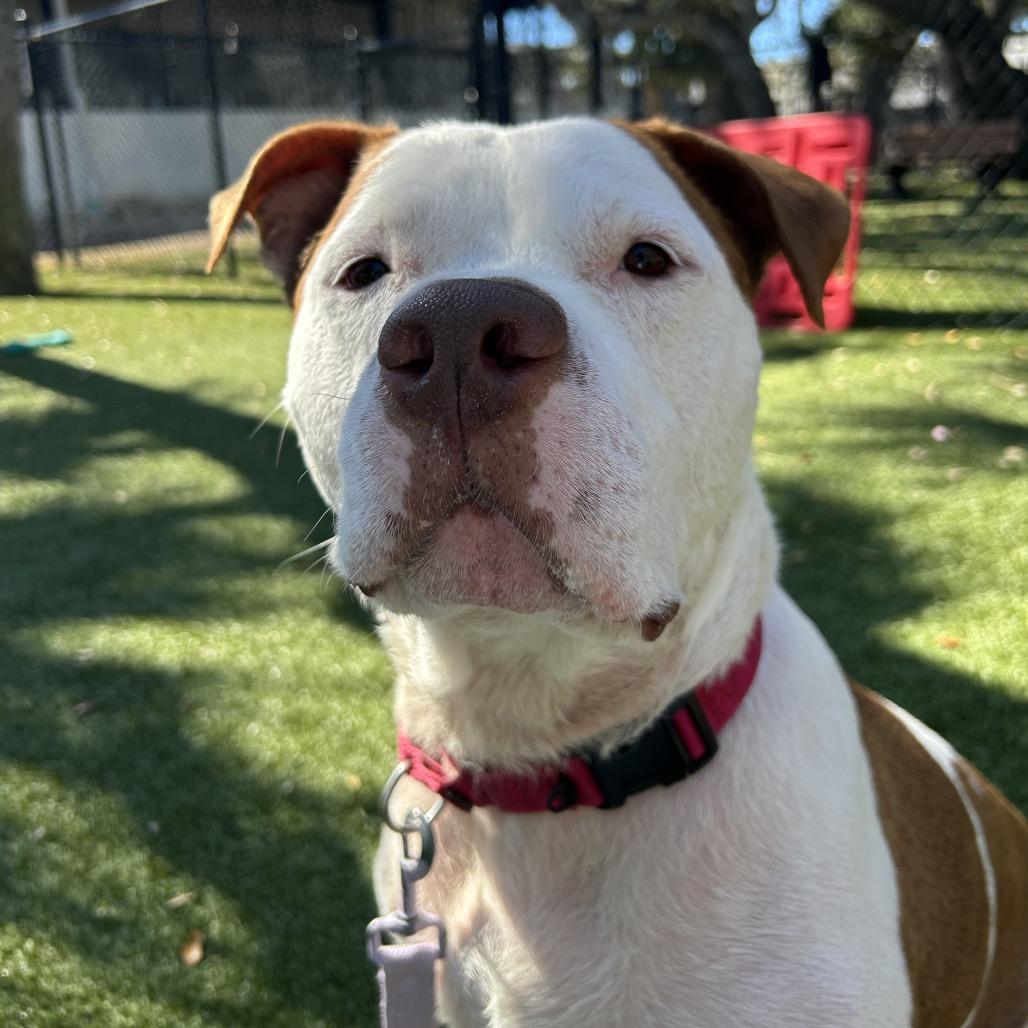 Enlarge Ruger, a Adoptable Mixed Breed in Sarasota, FL image 1/6