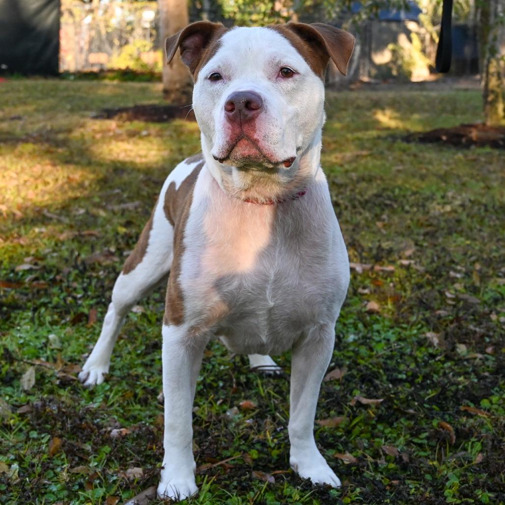 Enlarge Ruger, a Adoptable Mixed Breed in Sarasota, FL image 2/6