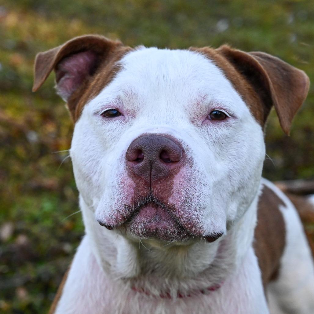 Enlarge Ruger, a Adoptable Mixed Breed in Sarasota, FL image 3/6