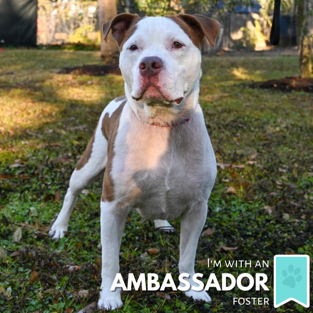 Enlarge Ruger, a Adoptable Mixed Breed in Sarasota, FL image 4/6