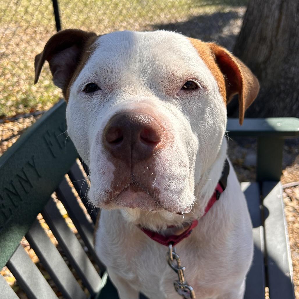 Ruger, a Adoptable Mixed Breed in Sarasota, FL image 4/6