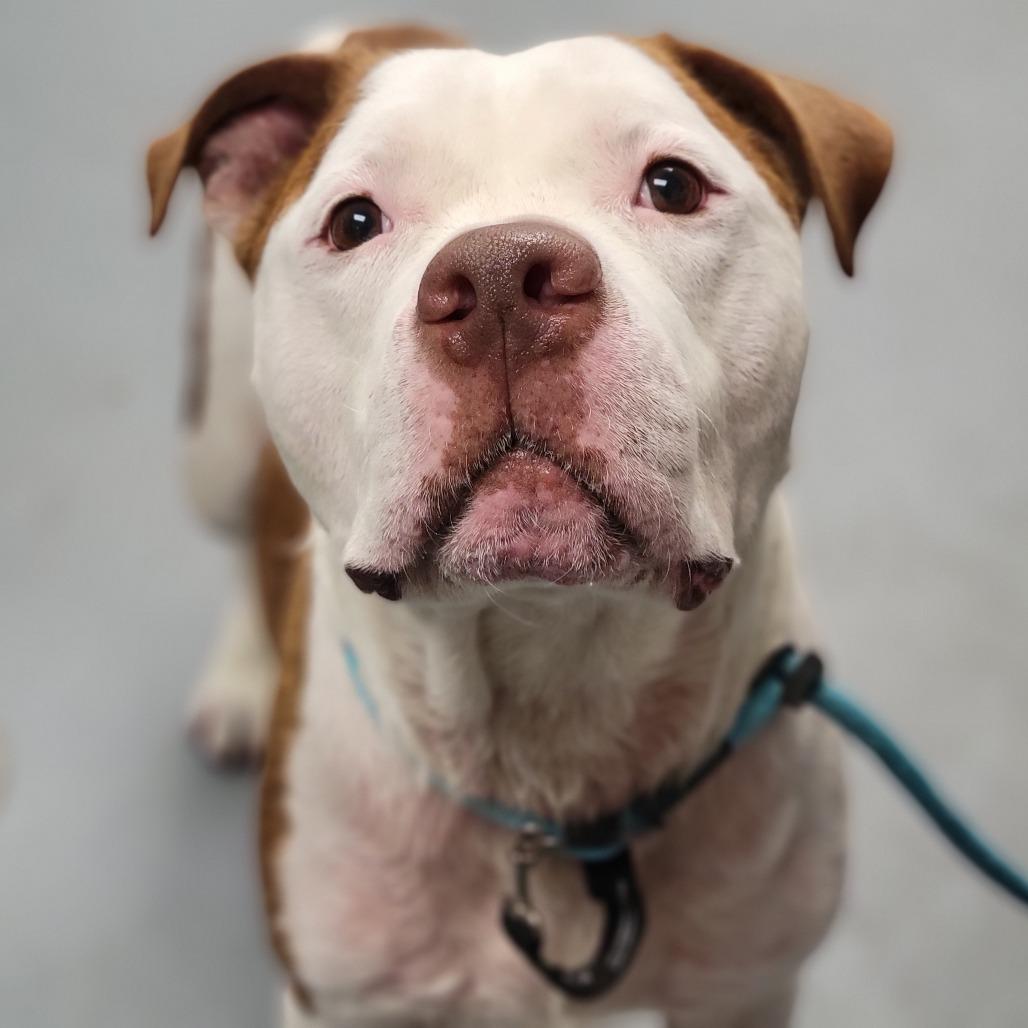 Enlarge Ruger, a Adoptable Mixed Breed in Sarasota, FL image 4/6