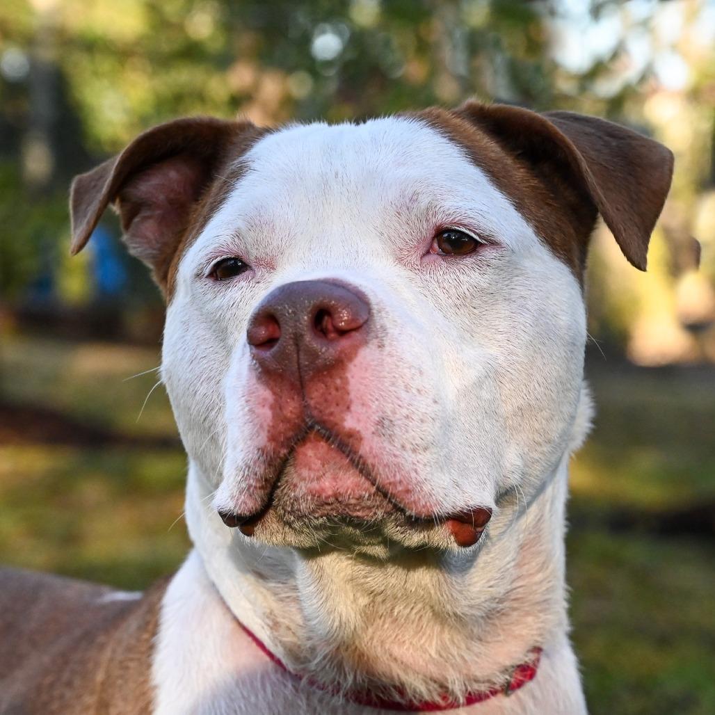 Enlarge Ruger, a Adoptable Mixed Breed in Sarasota, FL image 5/6