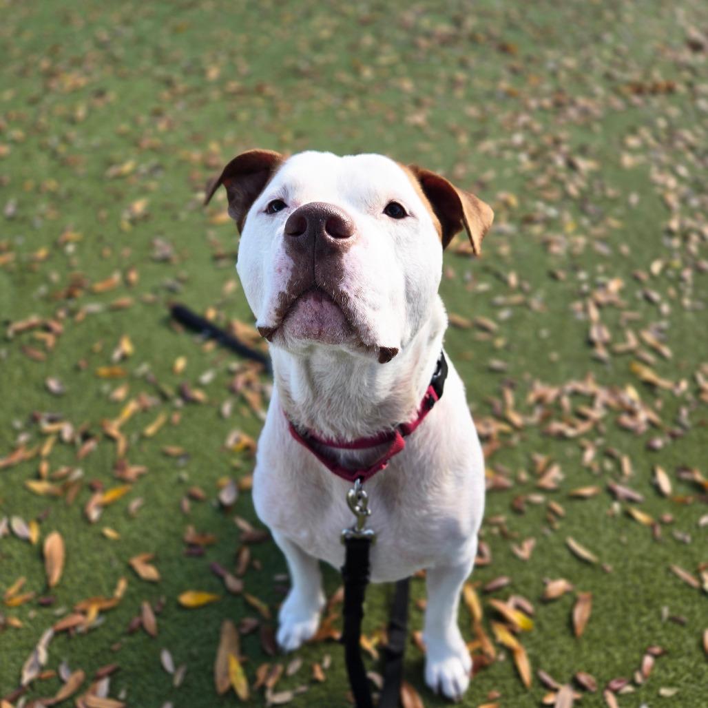 Enlarge Ruger, a Adoptable Mixed Breed in Sarasota, FL image 5/6