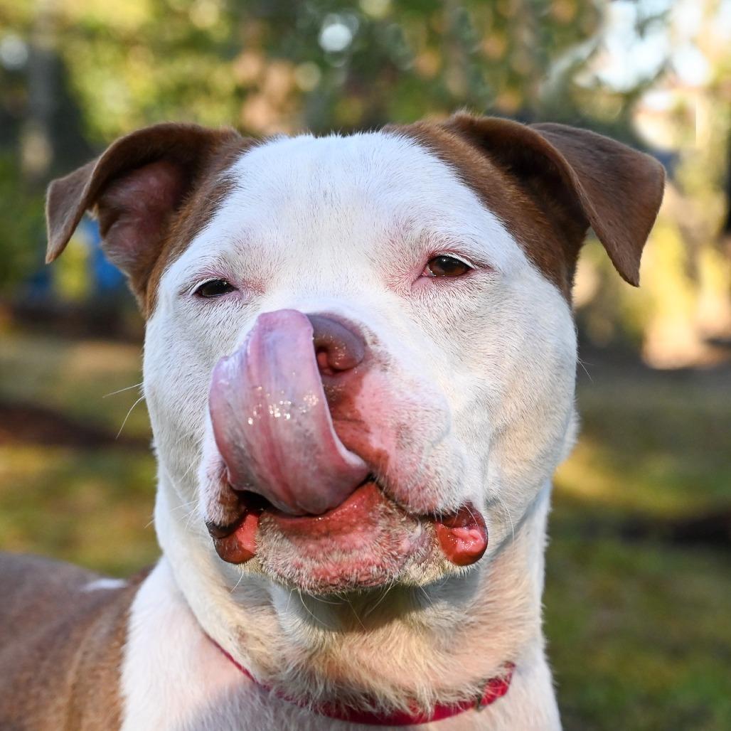 Enlarge Ruger, a Adoptable Mixed Breed in Sarasota, FL image 6/6