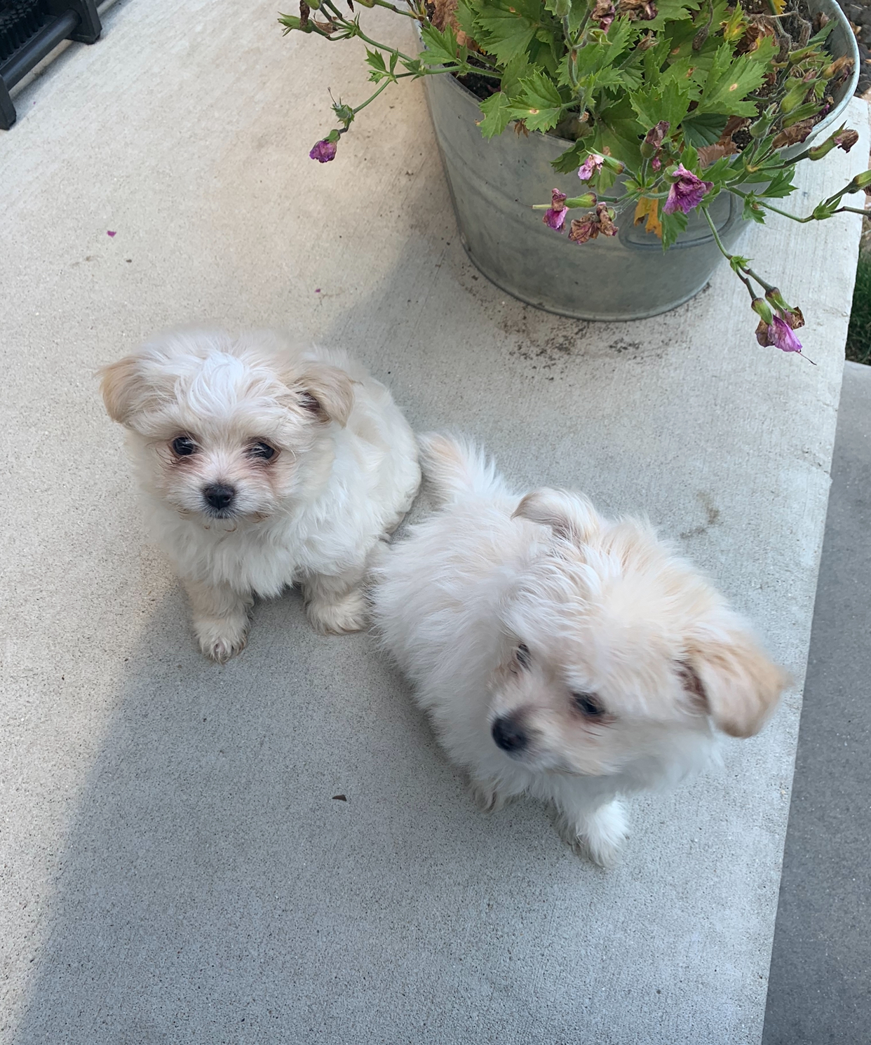 Enlarge Theodore, a Adopted mixed breed in Riverview, MI image 5/5