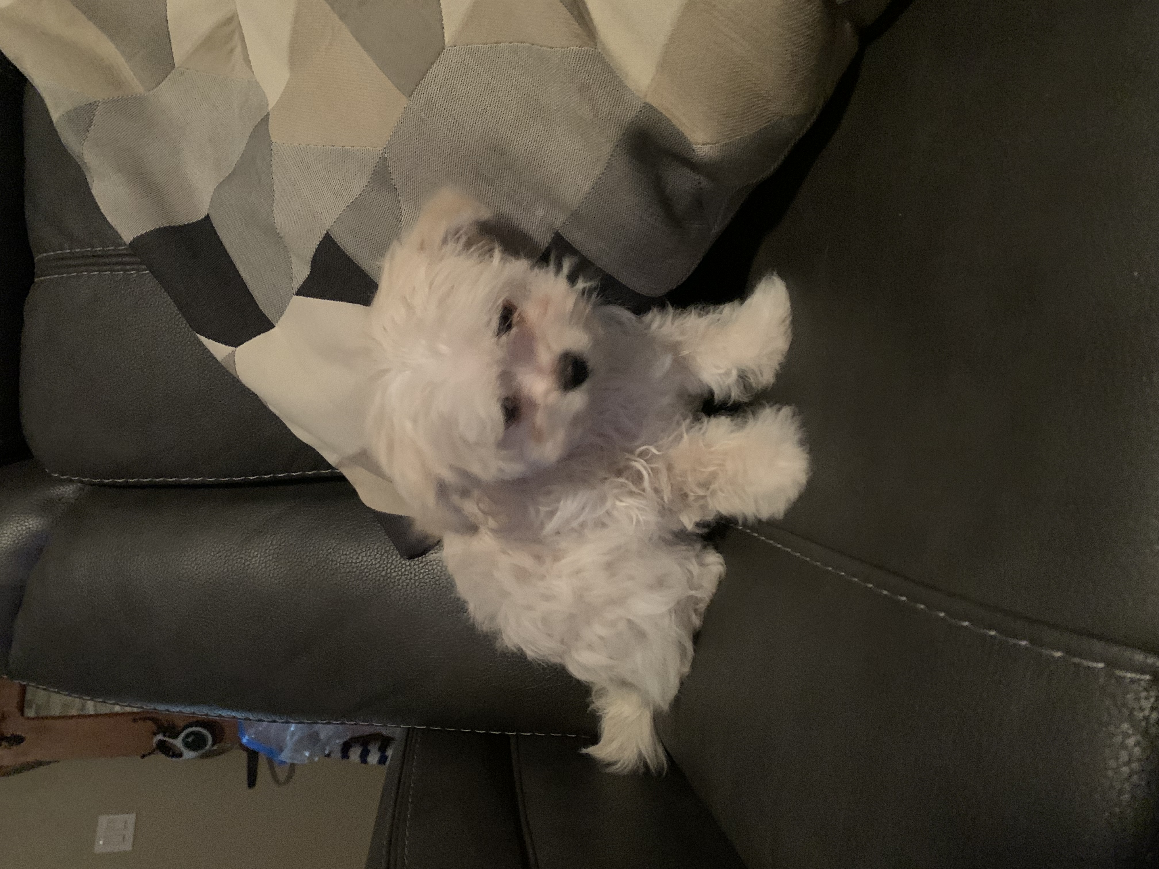 Theodore, Adopted, Puppy Male Maltipoo & Pomeranian.