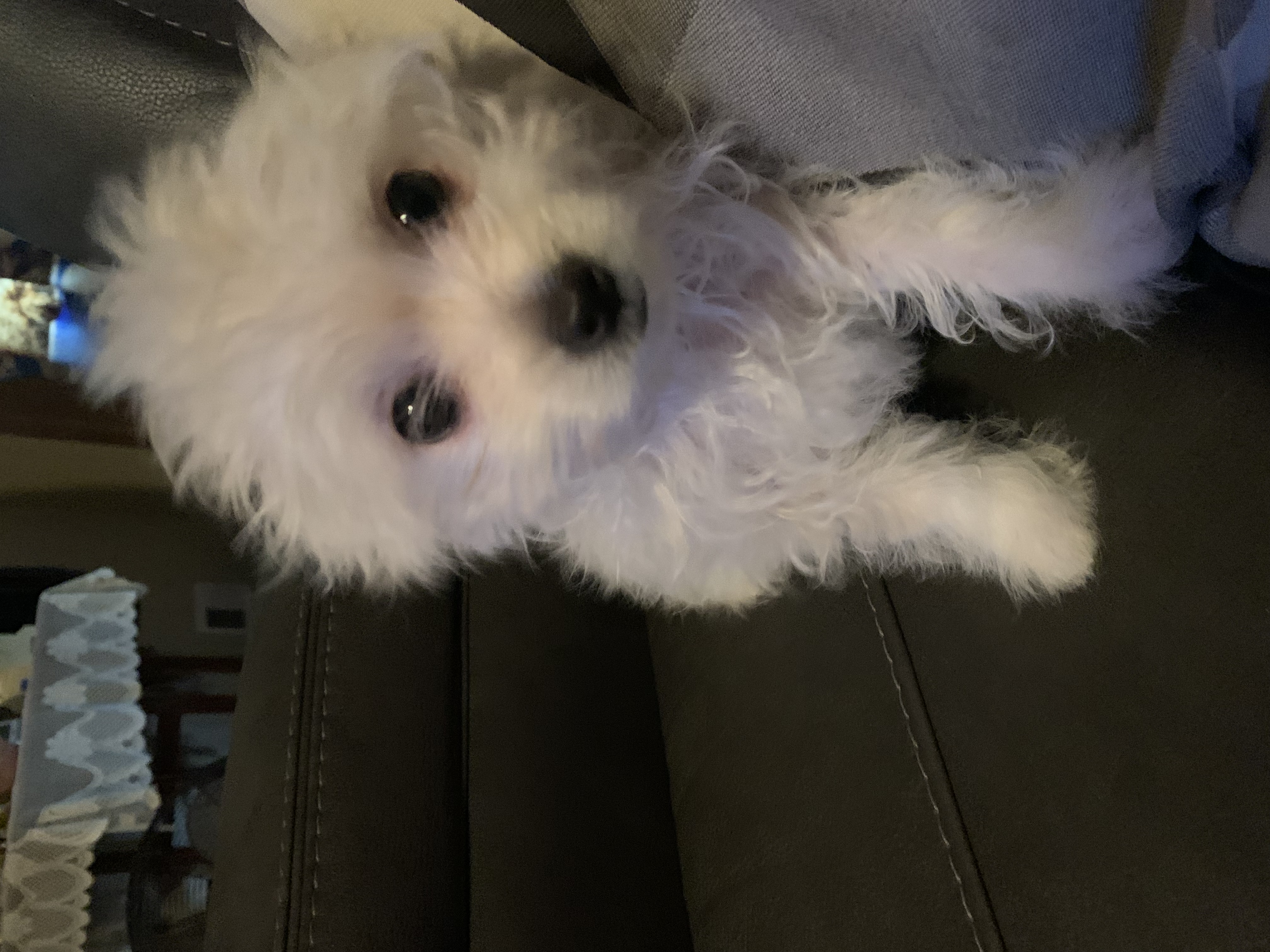 Enlarge Theodore, a Adopted mixed breed in Riverview, MI image 2/5