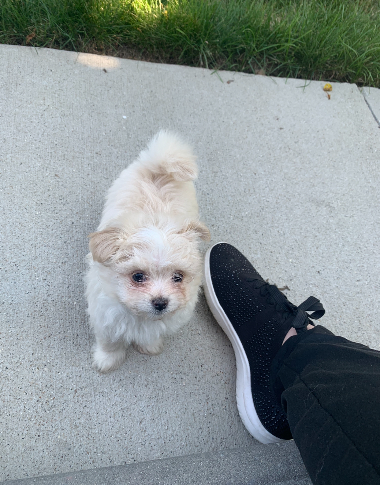 Enlarge Theodore, a Adopted mixed breed in Riverview, MI image 3/5