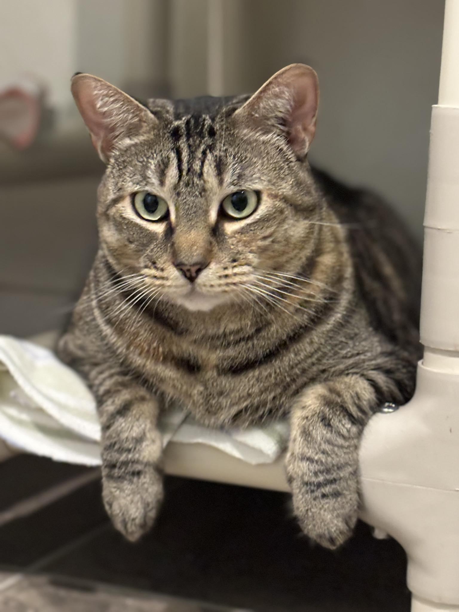 Willowmina, adoptable, Adult Female Domestic Short Hair.