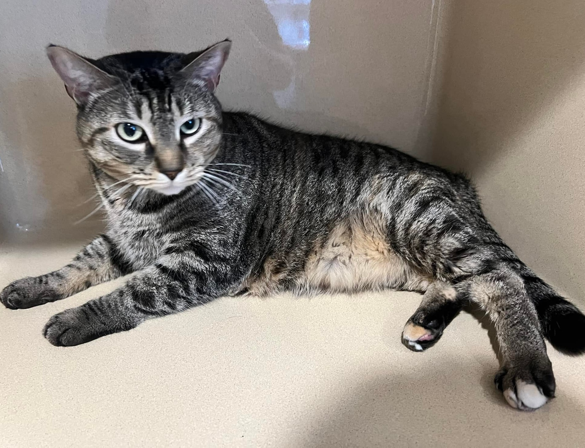 Enlarge Willowmina, a Adoptable Domestic Short Hair in Winthrop, ME image 3/3