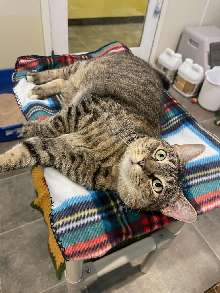 Enlarge Willowmina, a Adoptable Domestic Short Hair in Winthrop, ME image 2/3