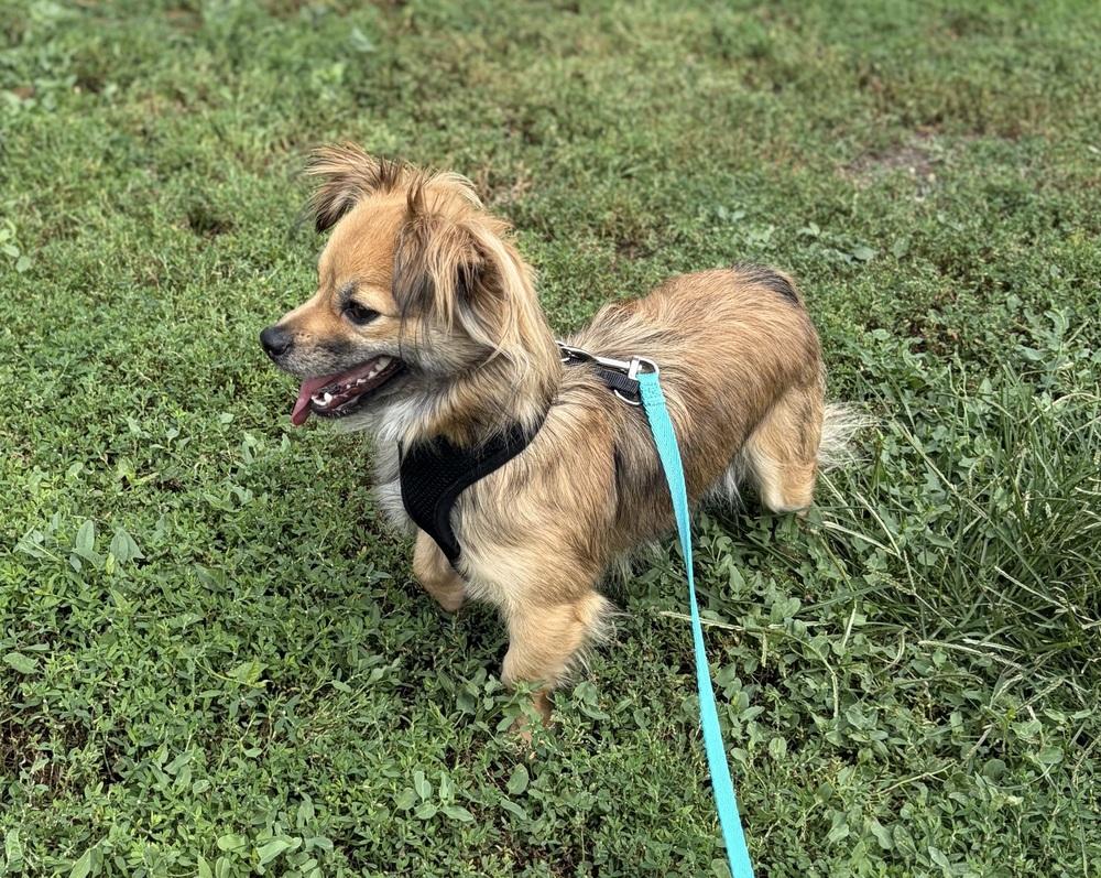 Cooper (BH), Adopted, Young Male Chihuahua & Dachshund.