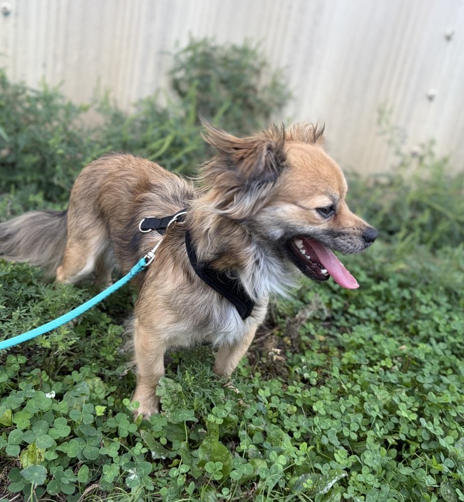 Enlarge Cooper (BH), a Adopted mixed breed in Fremont, NE image 2/2