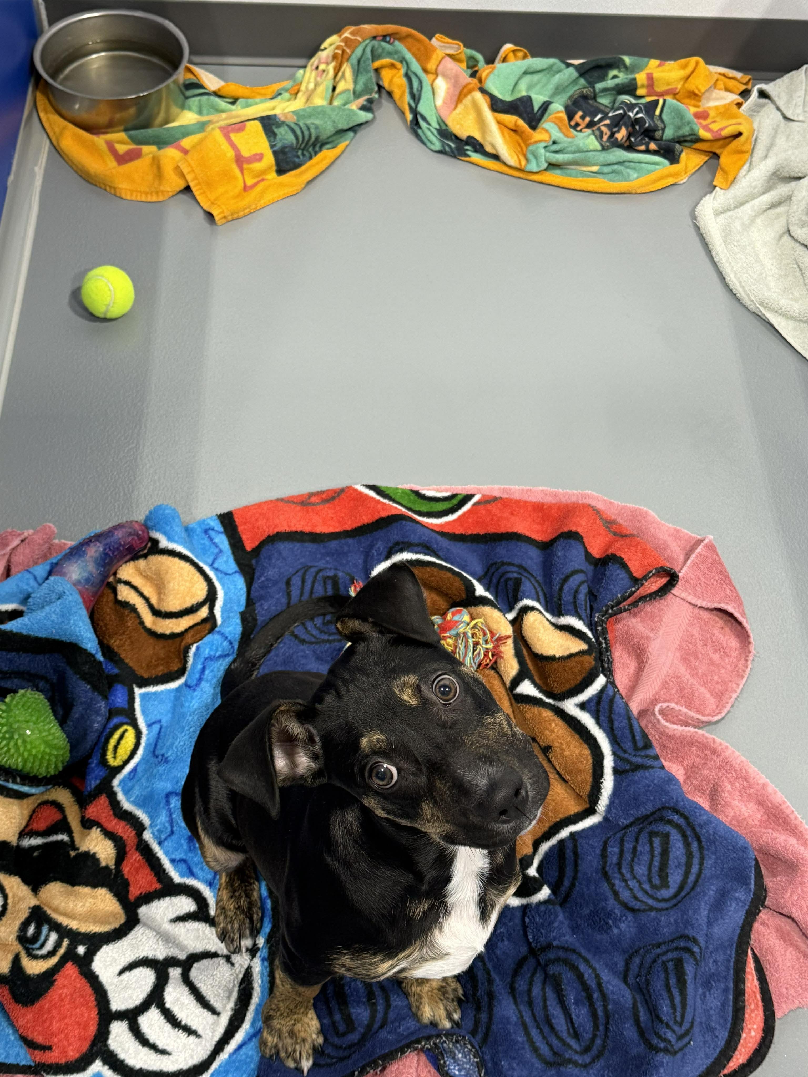 Prince Pudding - In Foster, an adoptable mixed breed in Kalamazoo, MI image 1/2