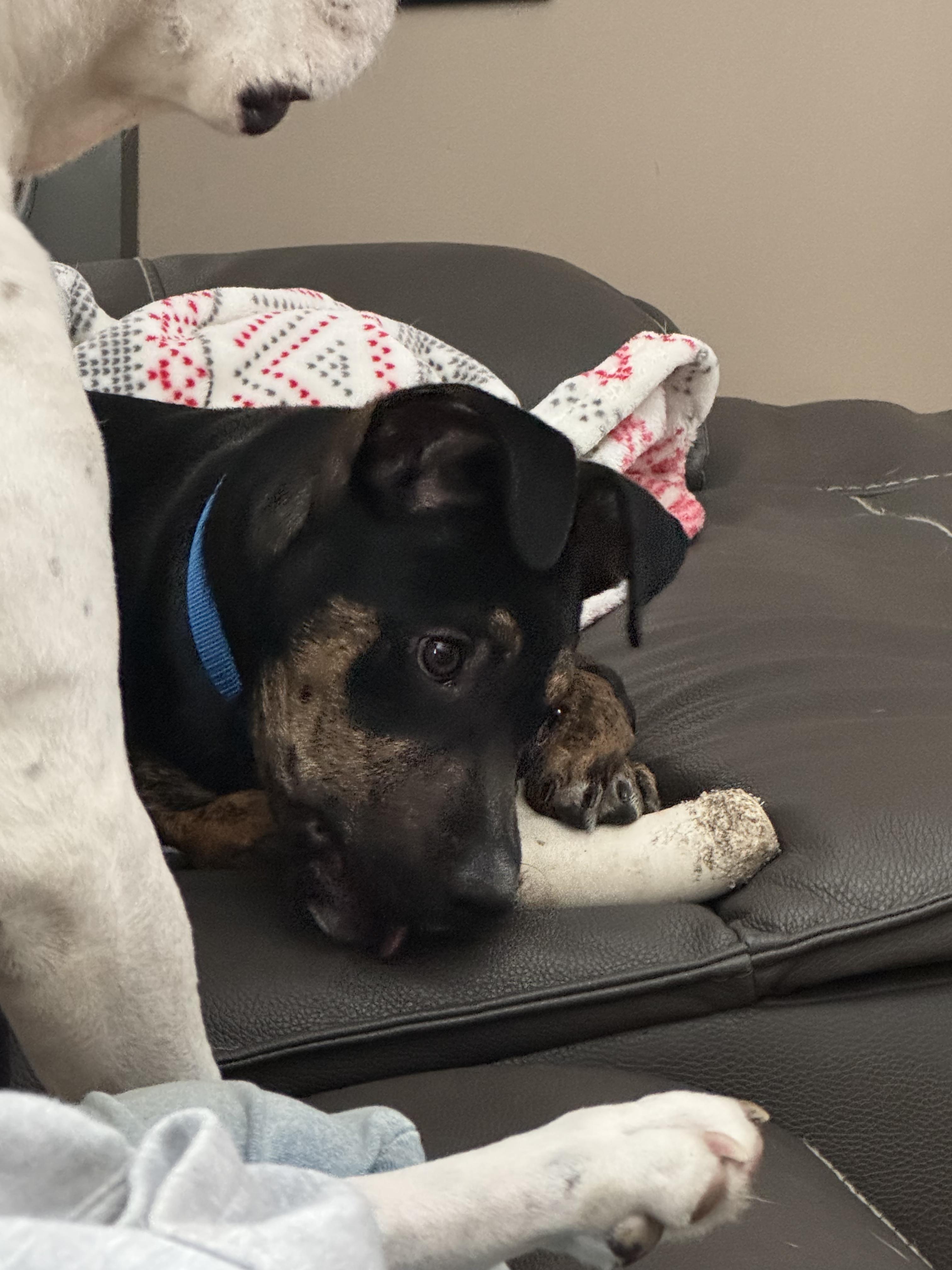 Enlarge Prince Pudding - In Foster, an adoptable mixed breed in Kalamazoo, MI image 2/3