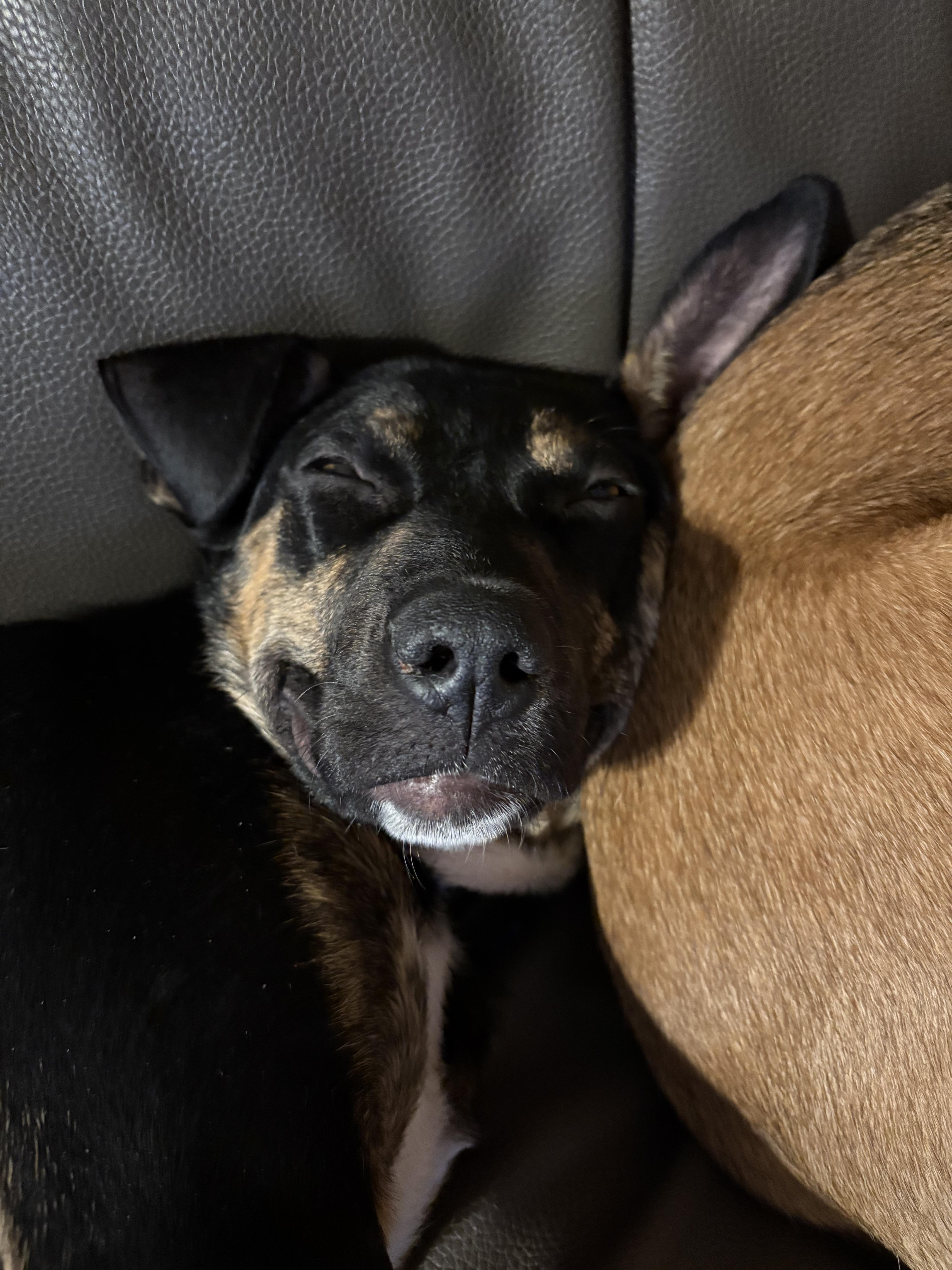 Enlarge Prince Pudding - In Foster, an adoptable mixed breed in Kalamazoo, MI image 3/3