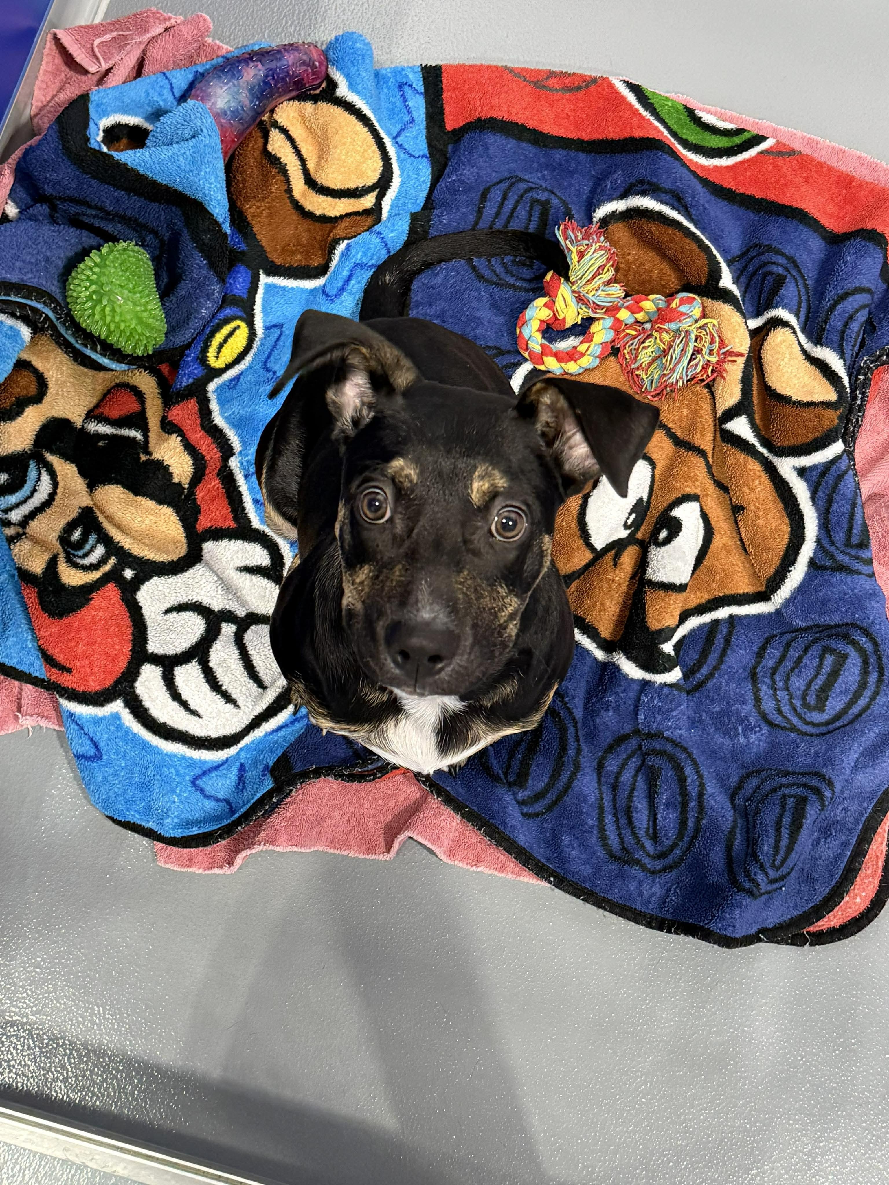 Prince Pudding - In Foster, an adoptable mixed breed in Kalamazoo, MI image 2/2