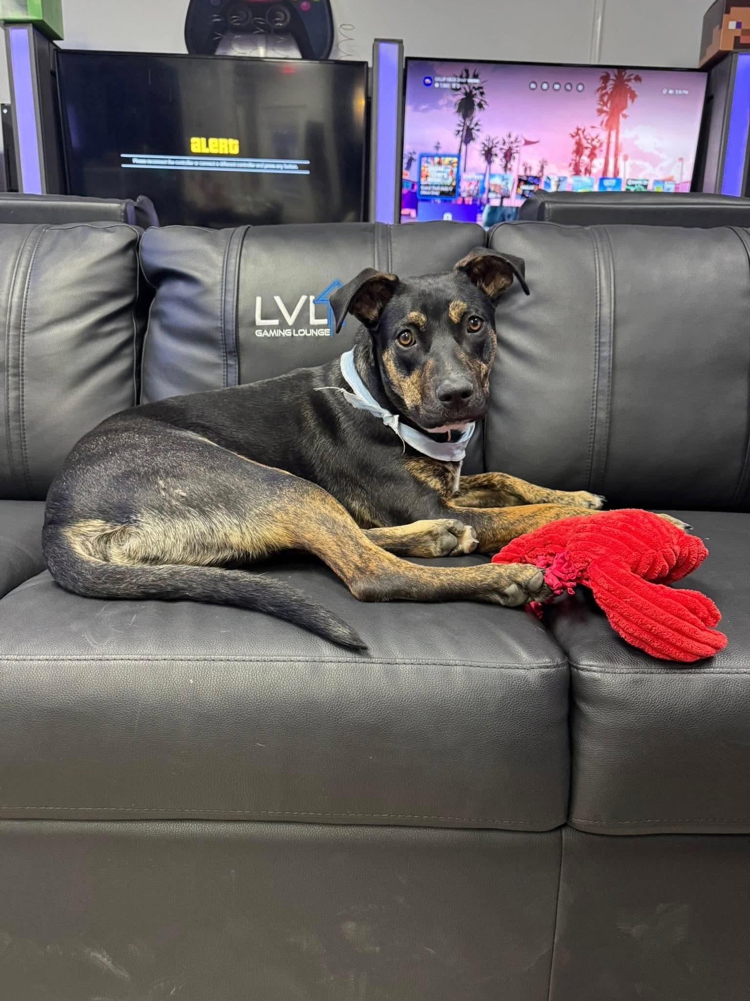 Enlarge Prince Pudding - In Foster, an adoptable mixed breed in Kalamazoo, MI image 1/5