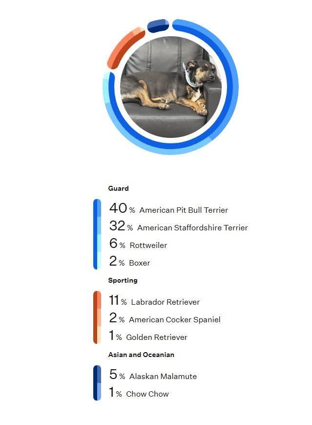 Enlarge Prince Pudding - In Foster, an adoptable mixed breed in Kalamazoo, MI image 5/5