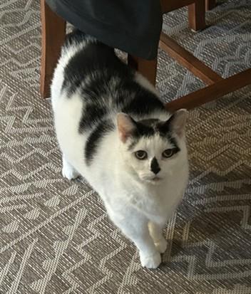 COOKIE, Adoptable, Senior Female Domestic Short Hair.