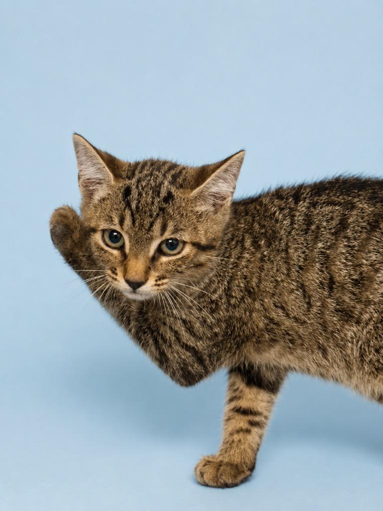 Enlarge Honey Bunny Kitten, a Adoptable mixed breed in Wauchula, FL image 1/1