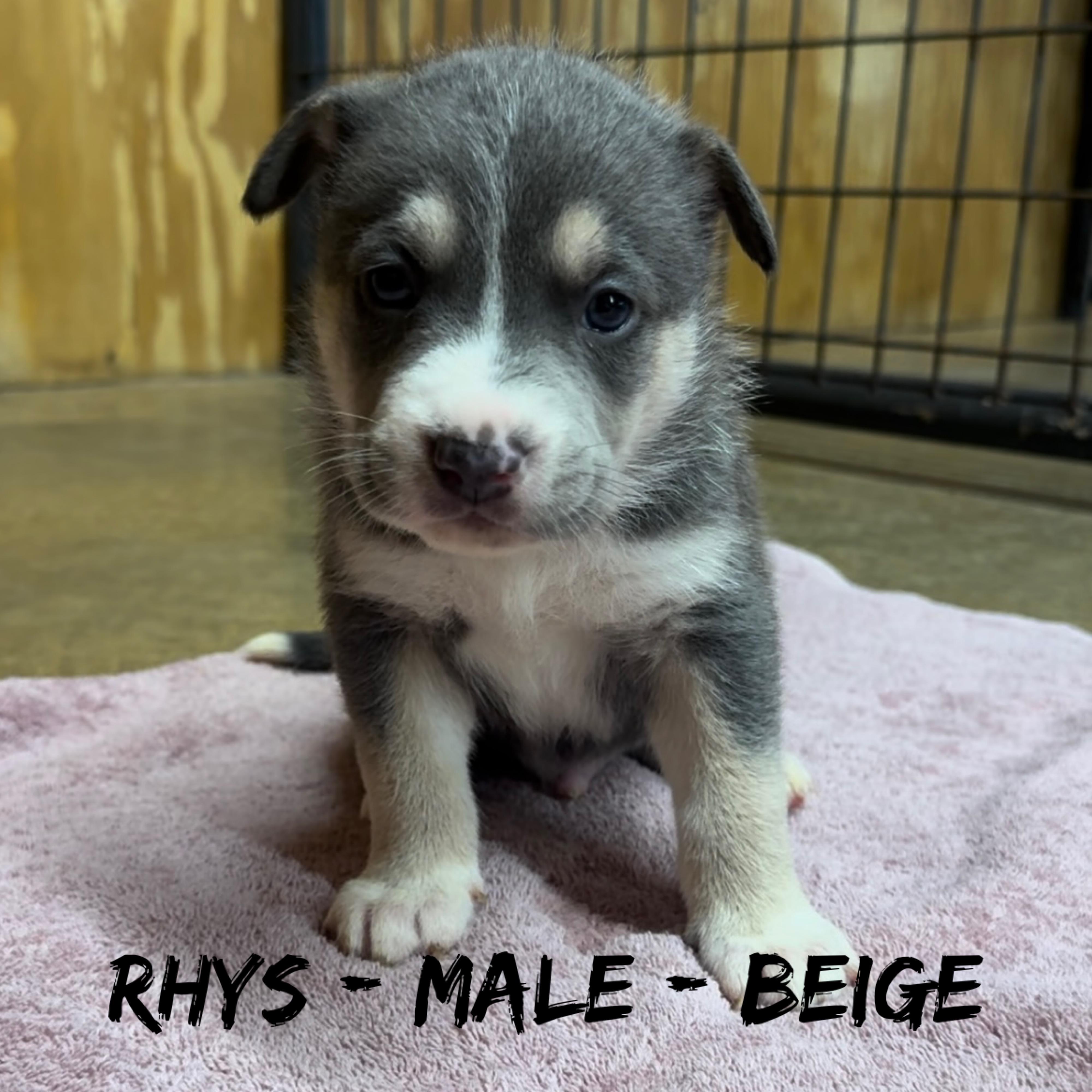 Rhys