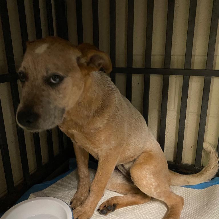 Enlarge Amber, a Adoptable Cattle Dog in Eufaula, AL image 1/1