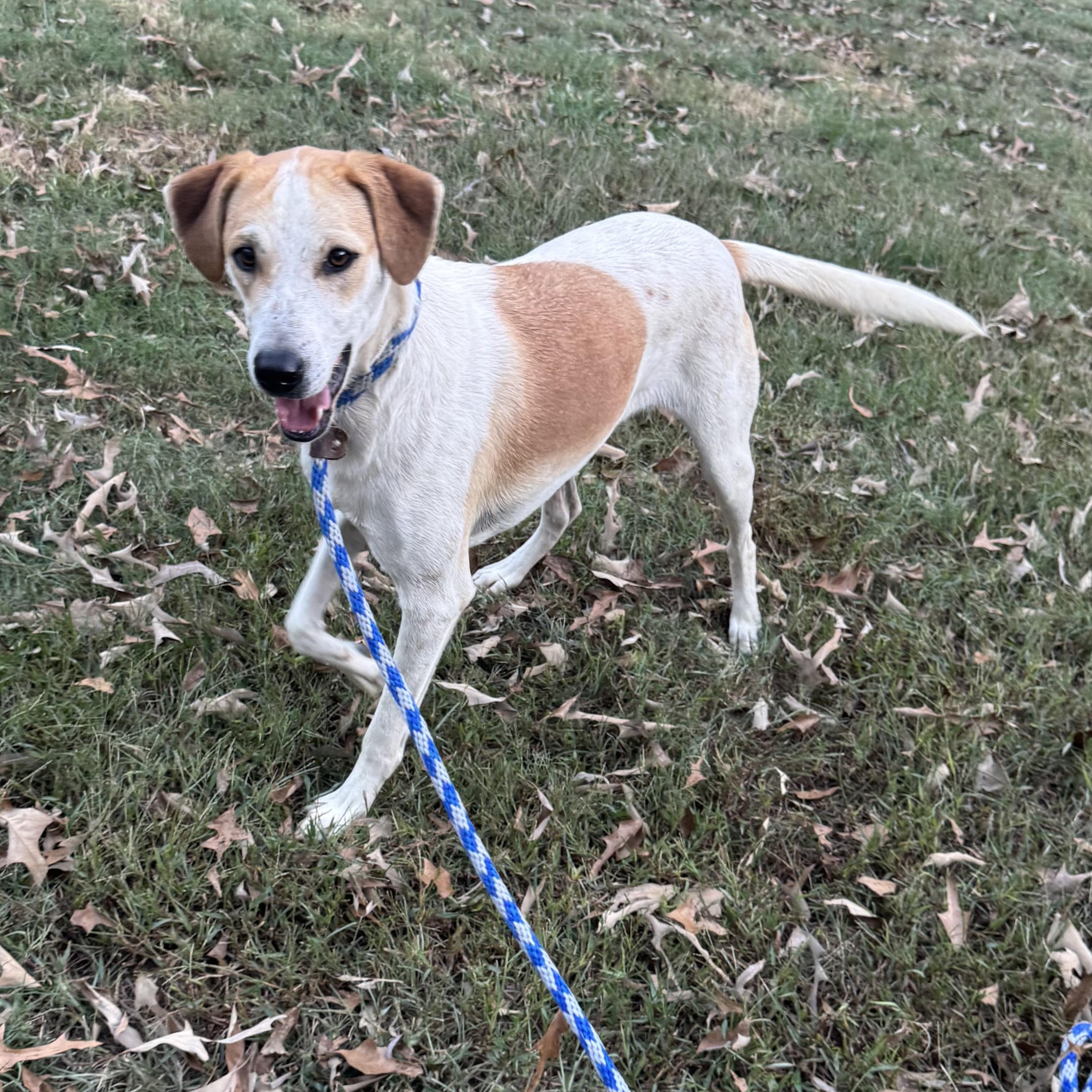 Enlarge Spotz, a Adoptable mixed breed in Warwick, RI image 5/6