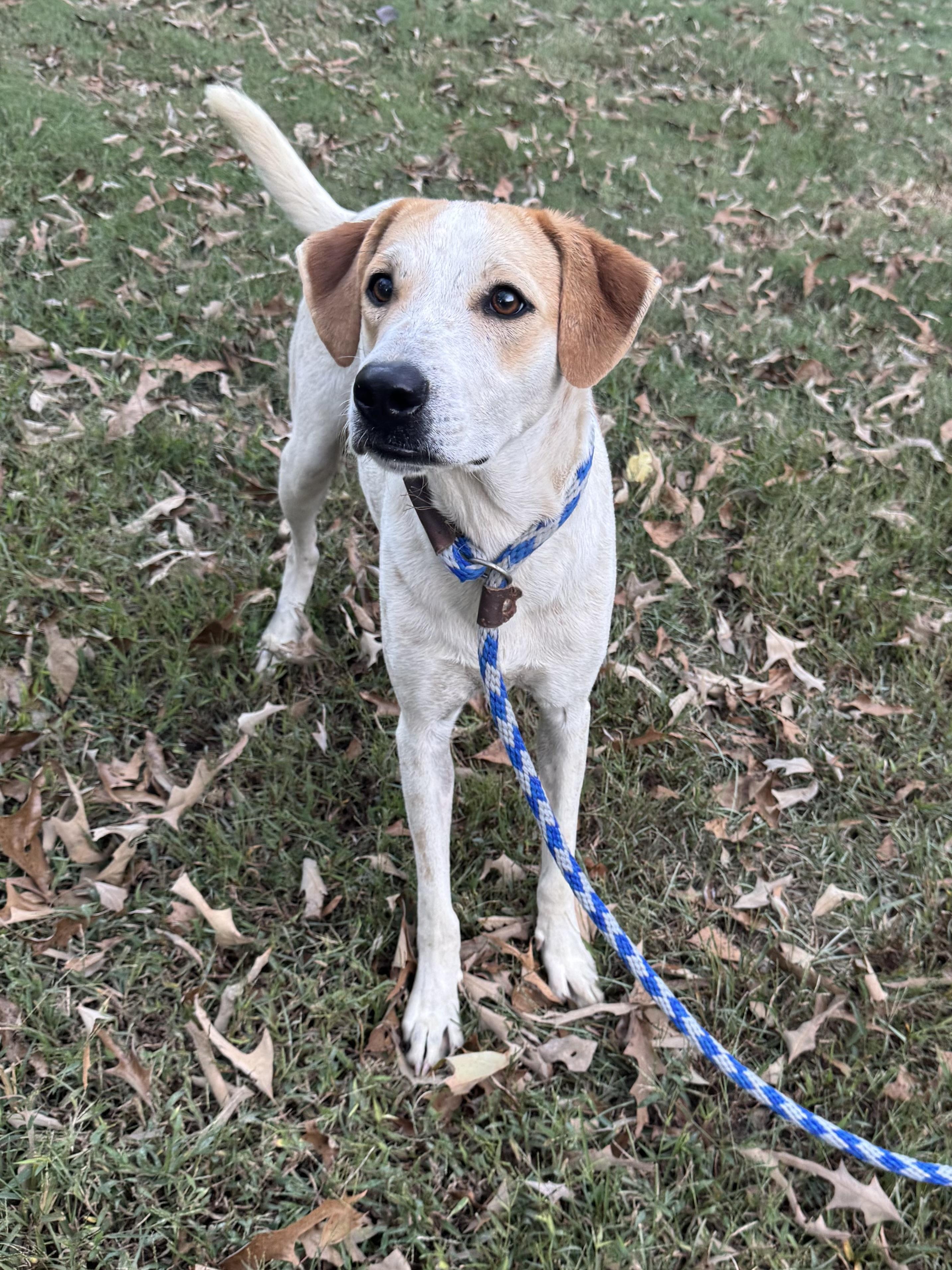 Enlarge Spotz, a Adoptable mixed breed in Warwick, RI image 6/6