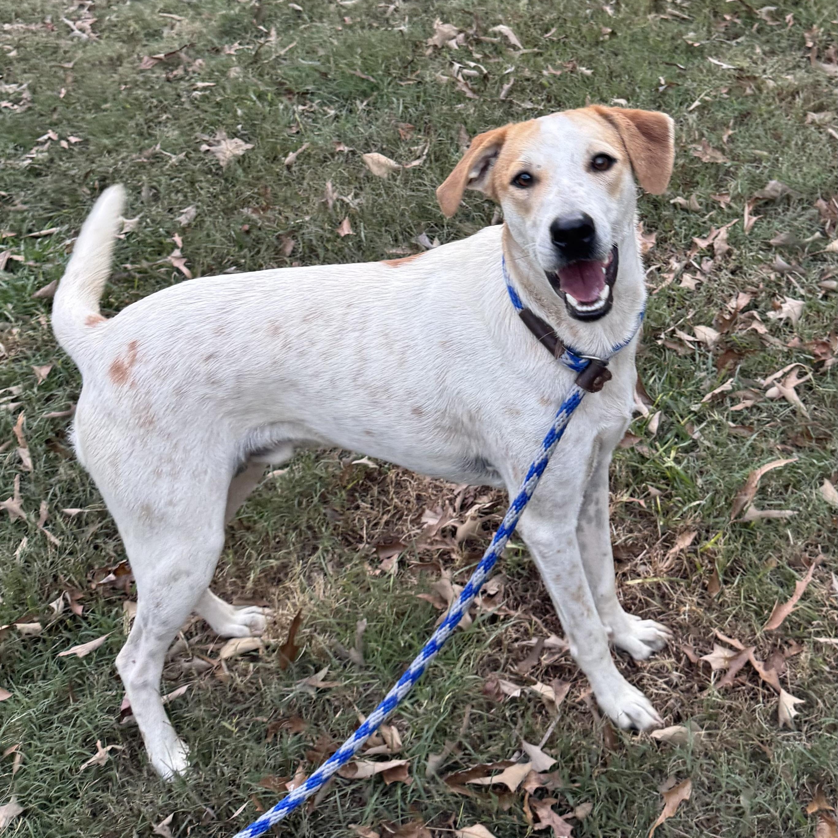 Enlarge Spotz, a Adoptable mixed breed in Warwick, RI image 2/6