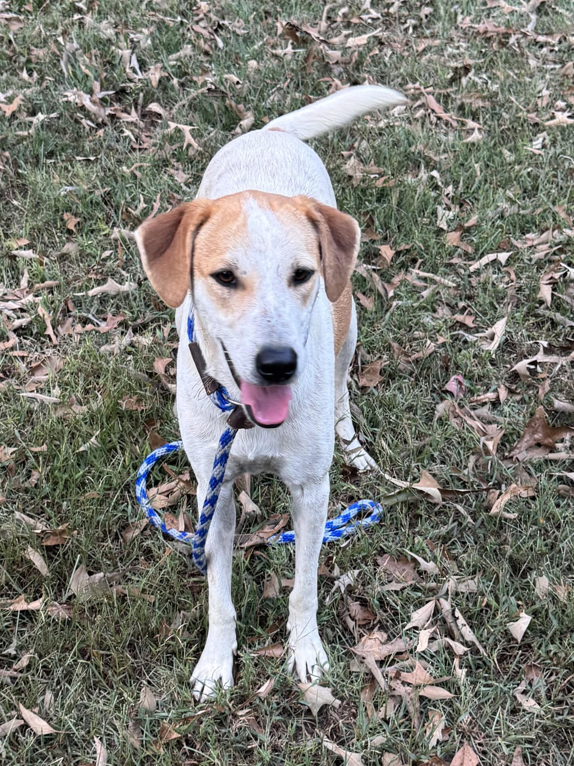 Enlarge Spotz, a Adoptable mixed breed in Warwick, RI image 3/6