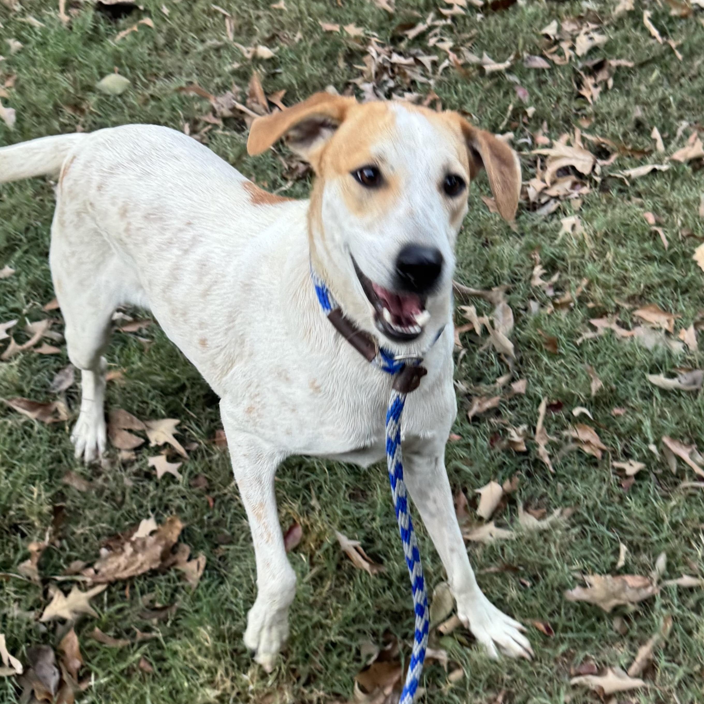 Spotz, Adoptable, Young Male English Coonhound & American Foxhound.