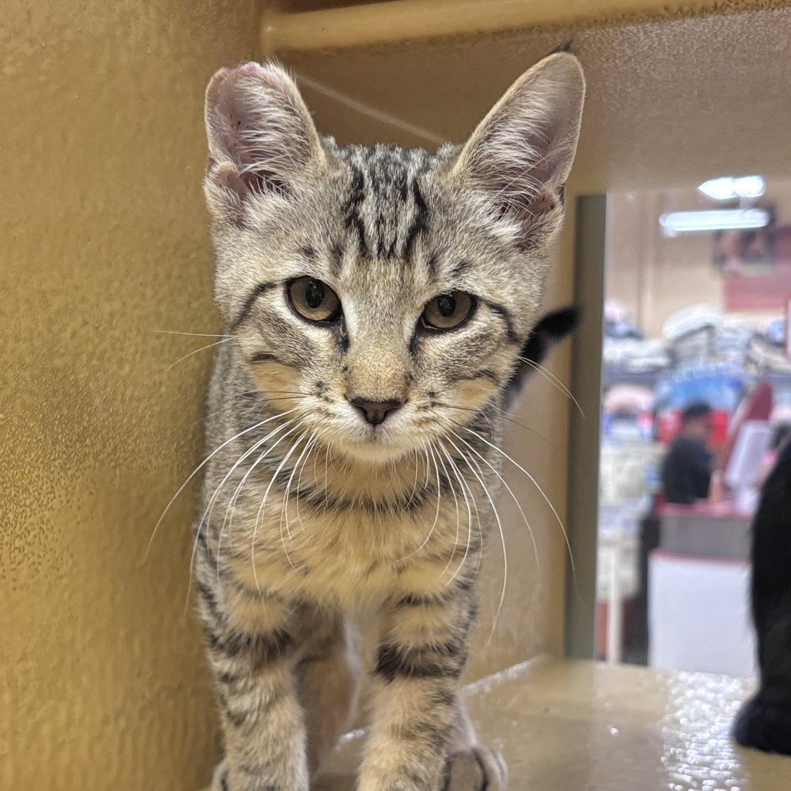 Monkey, Adoptable, Kitten Male Domestic Short Hair.
