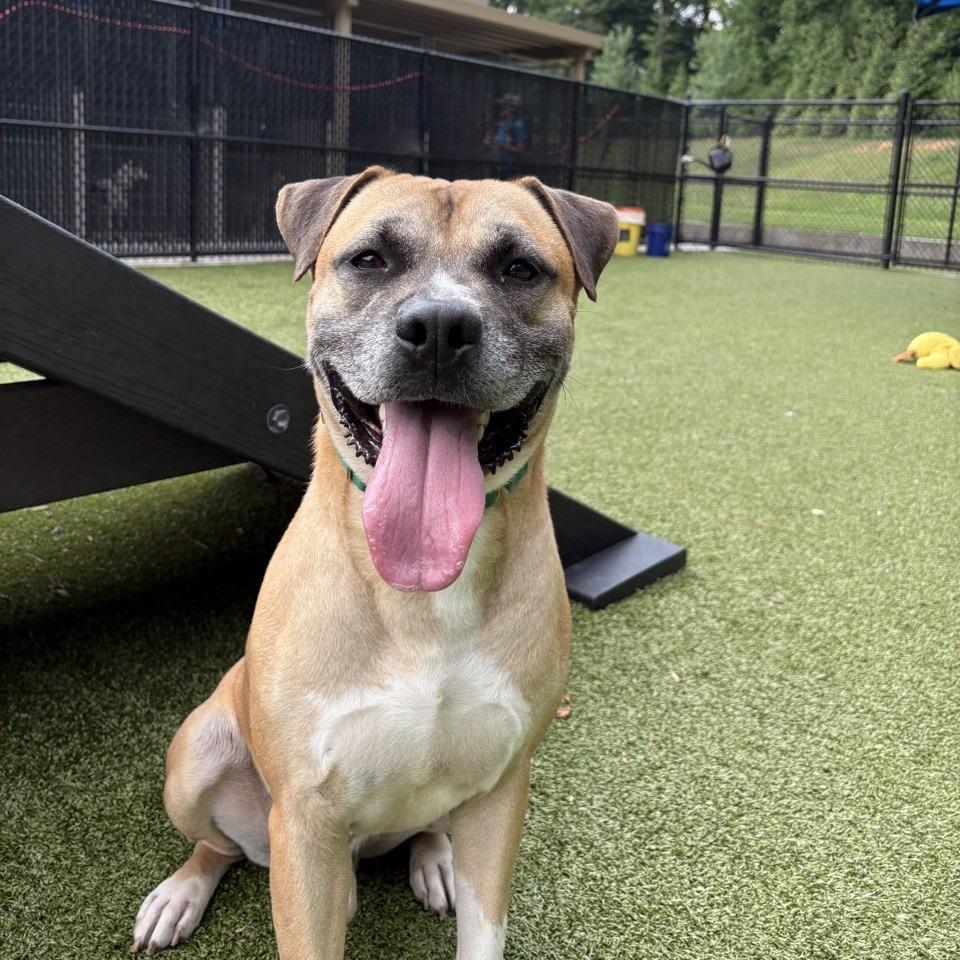 Stacks, a Adoptable Mixed Breed in Greensboro, NC image 1/6