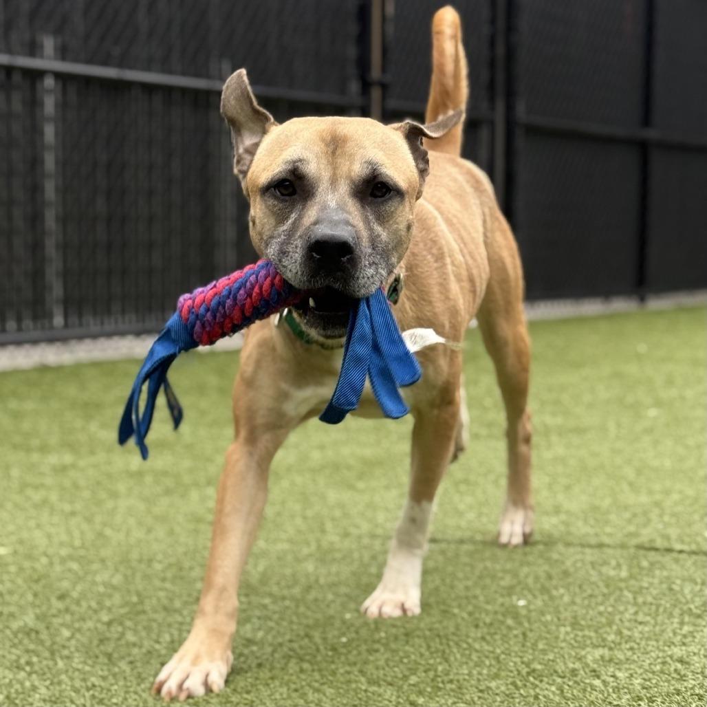Enlarge Stacks, a Adoptable Pit Bull Terrier in Greensboro, NC image 2/5