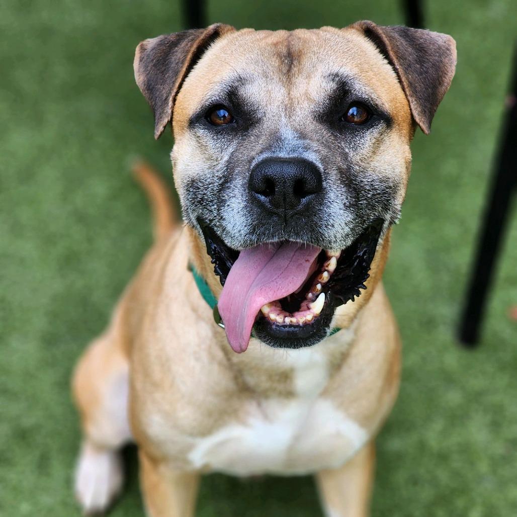 Enlarge Stacks, a Adoptable Pit Bull Terrier in Greensboro, NC image 3/5