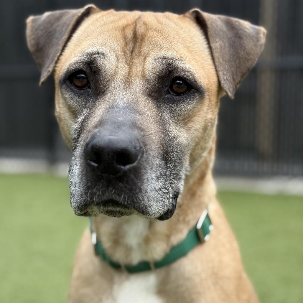 Enlarge Stacks, a Adoptable Pit Bull Terrier in Greensboro, NC image 5/5