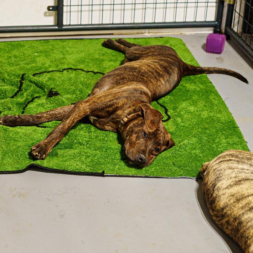 Enlarge Gio, a Adoptable mixed breed in Marble Falls, TX image 3/6