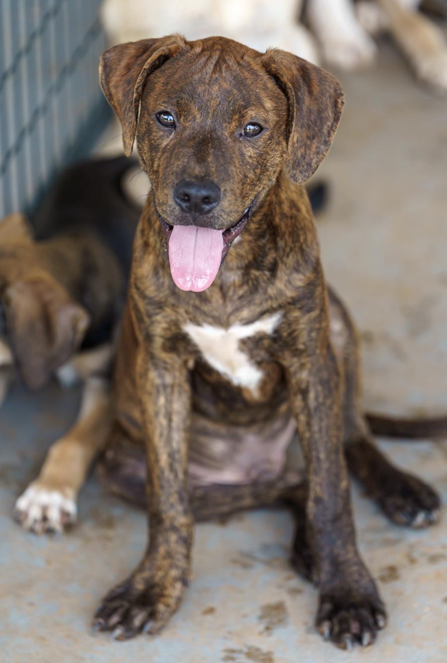 Enlarge Gio, a Adoptable mixed breed in Marble Falls, TX image 2/6