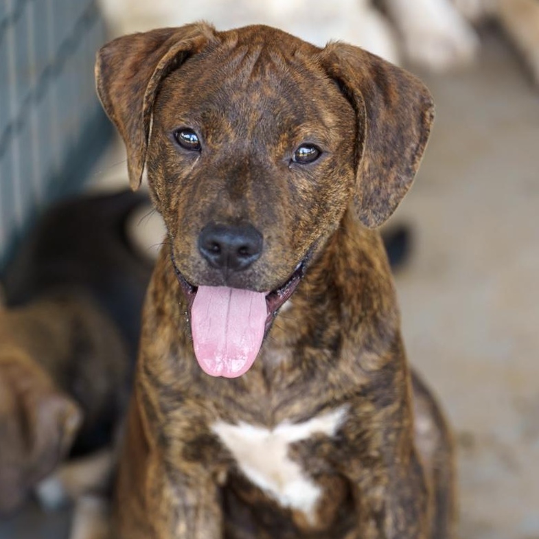 Enlarge Gio, a Adoptable mixed breed in Marble Falls, TX image 1/6