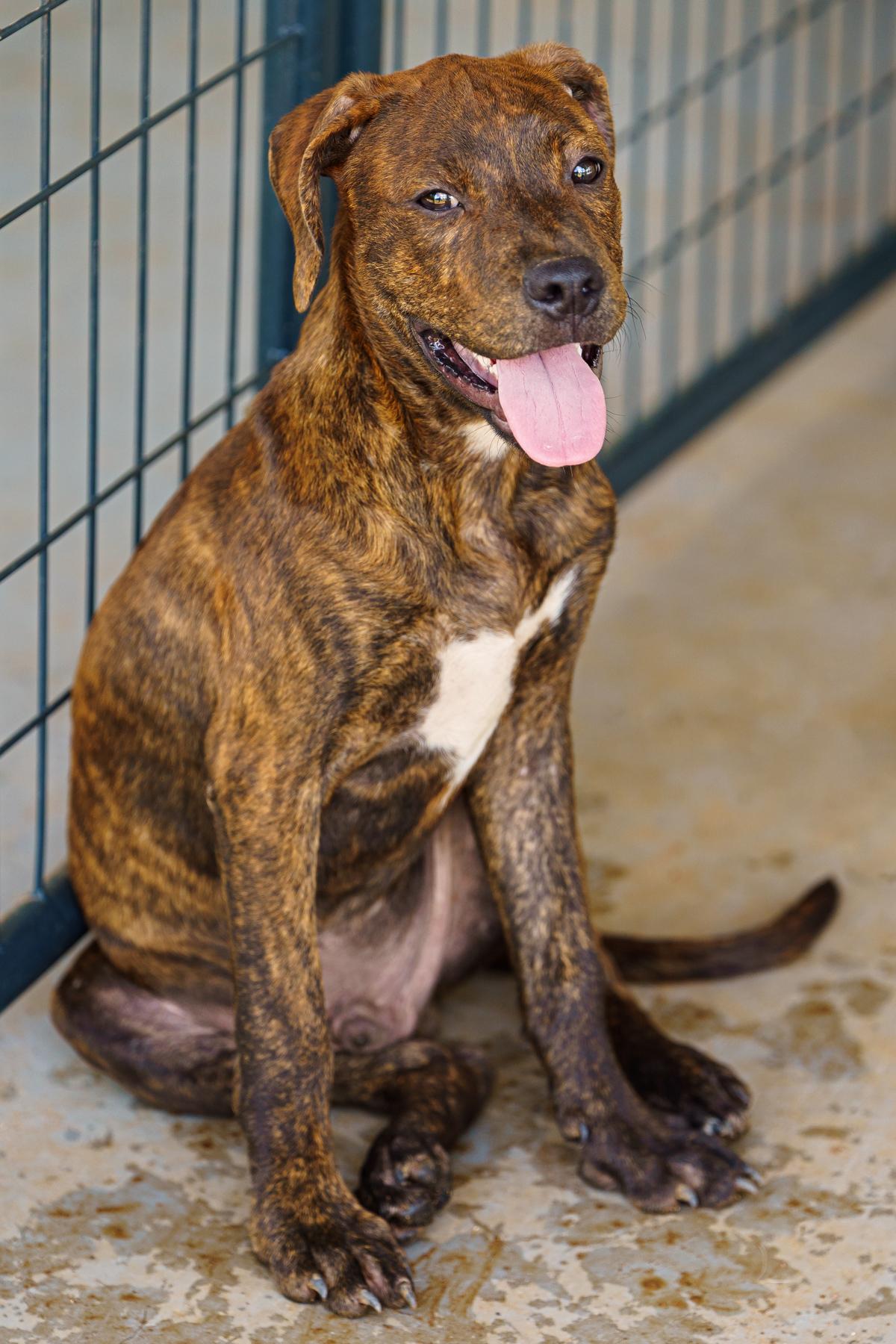 Enlarge Gio, a Adoptable mixed breed in Marble Falls, TX image 4/6