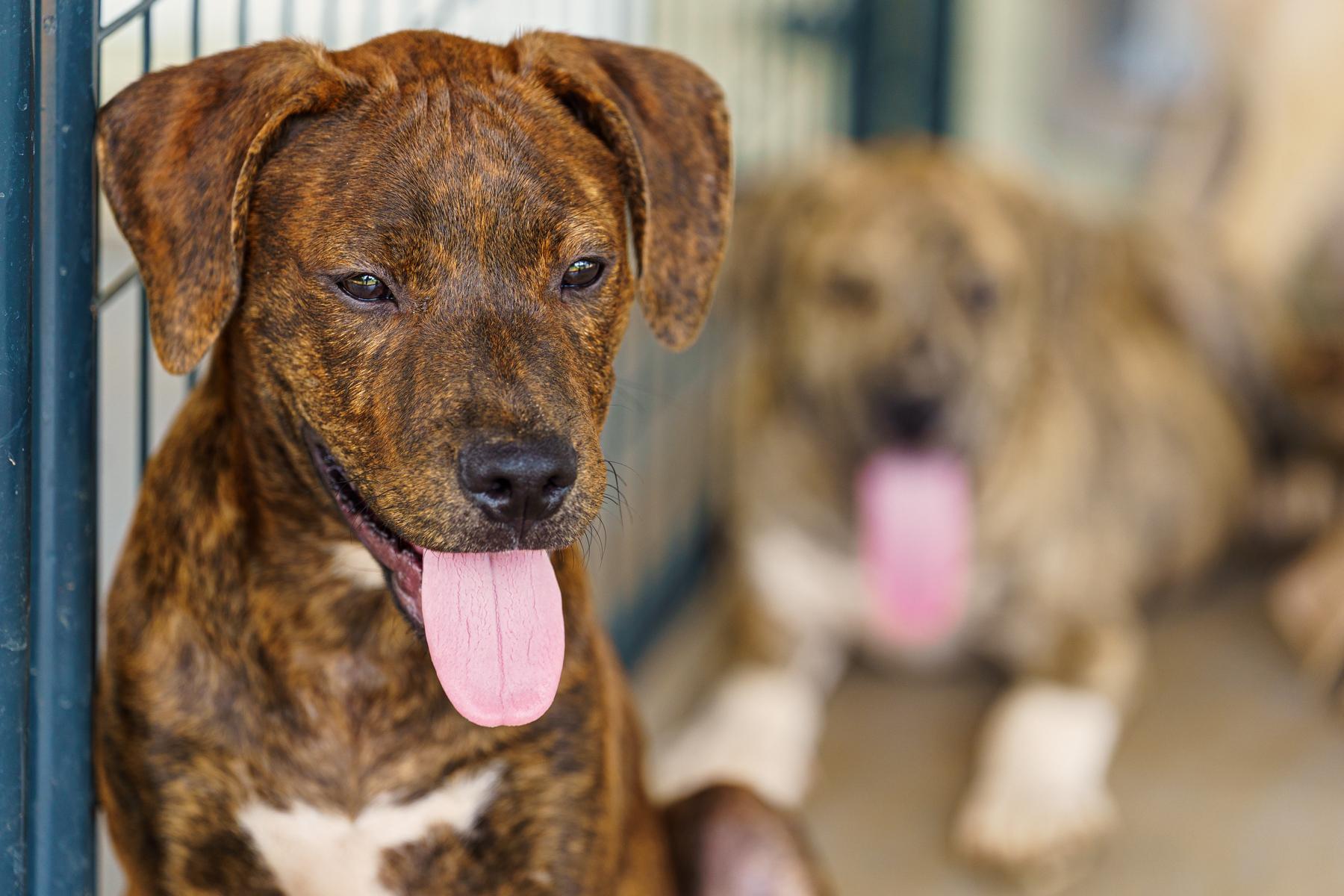 Enlarge Gio, a Adoptable mixed breed in Marble Falls, TX image 5/6