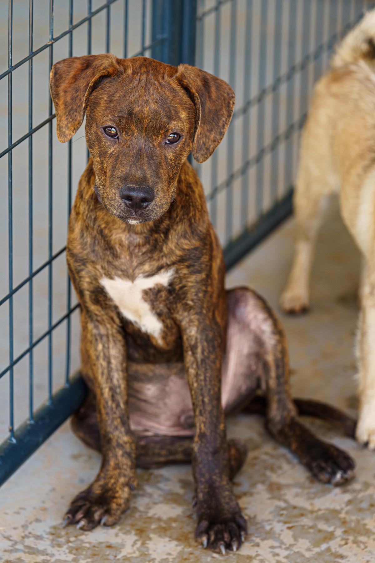 Enlarge Gio, a Adoptable mixed breed in Marble Falls, TX image 6/6