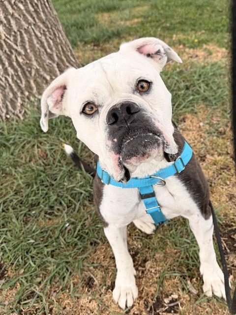 Enlarge BELLA, a Adoptable mixed breed in Brighton, CO image 1/1