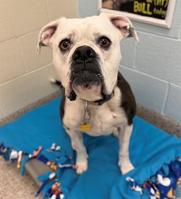 BELLA, Adoptable, Adult Female American Bulldog & Boxer.