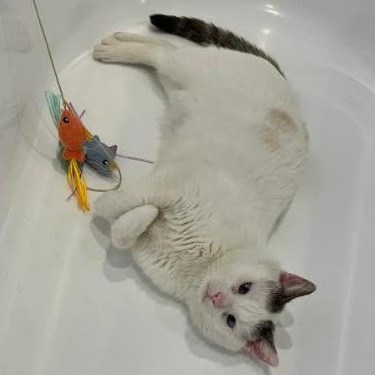 Freddie, ADOPTABLE, Young Male Domestic Short Hair.