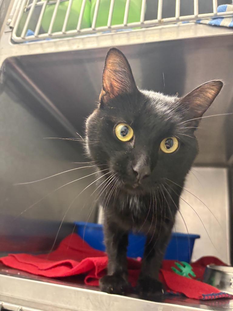 Luffy, Adoptable, Adult Male Domestic Short Hair.