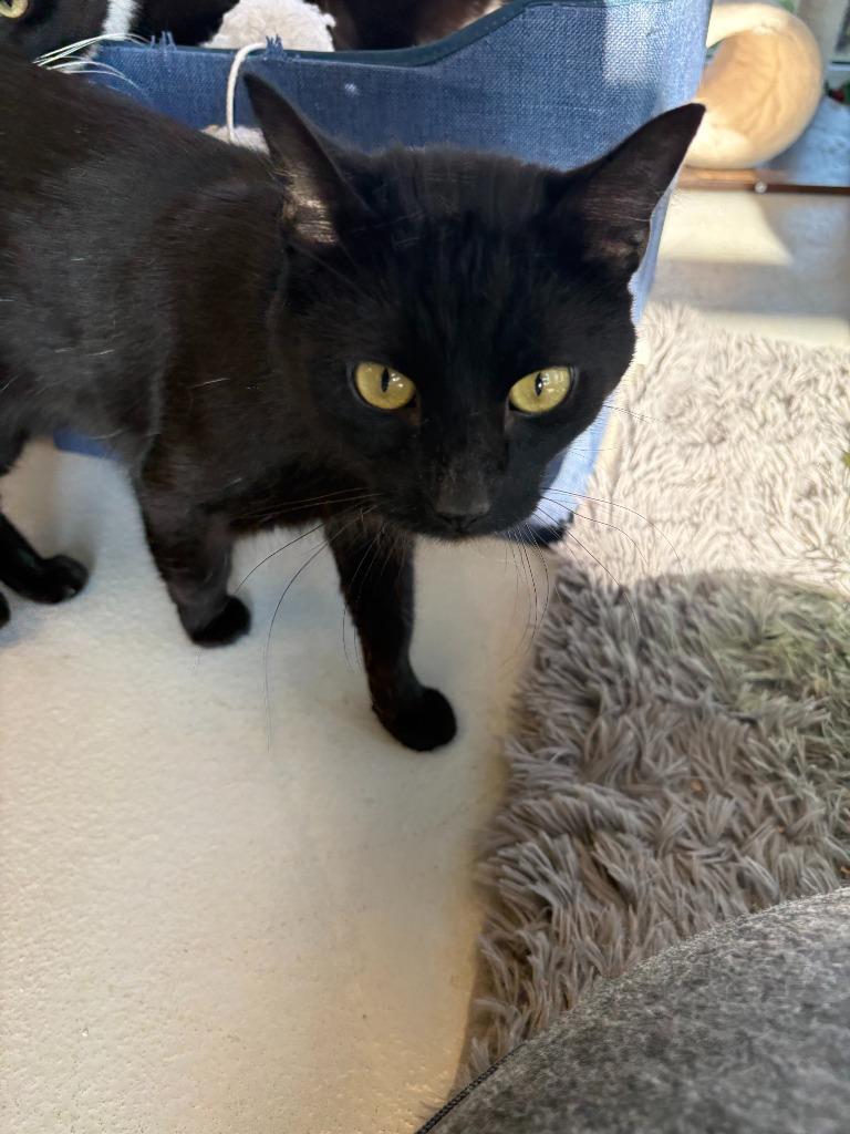 Luffy, a Adoptable mixed breed in New Kensington, PA image 3/6