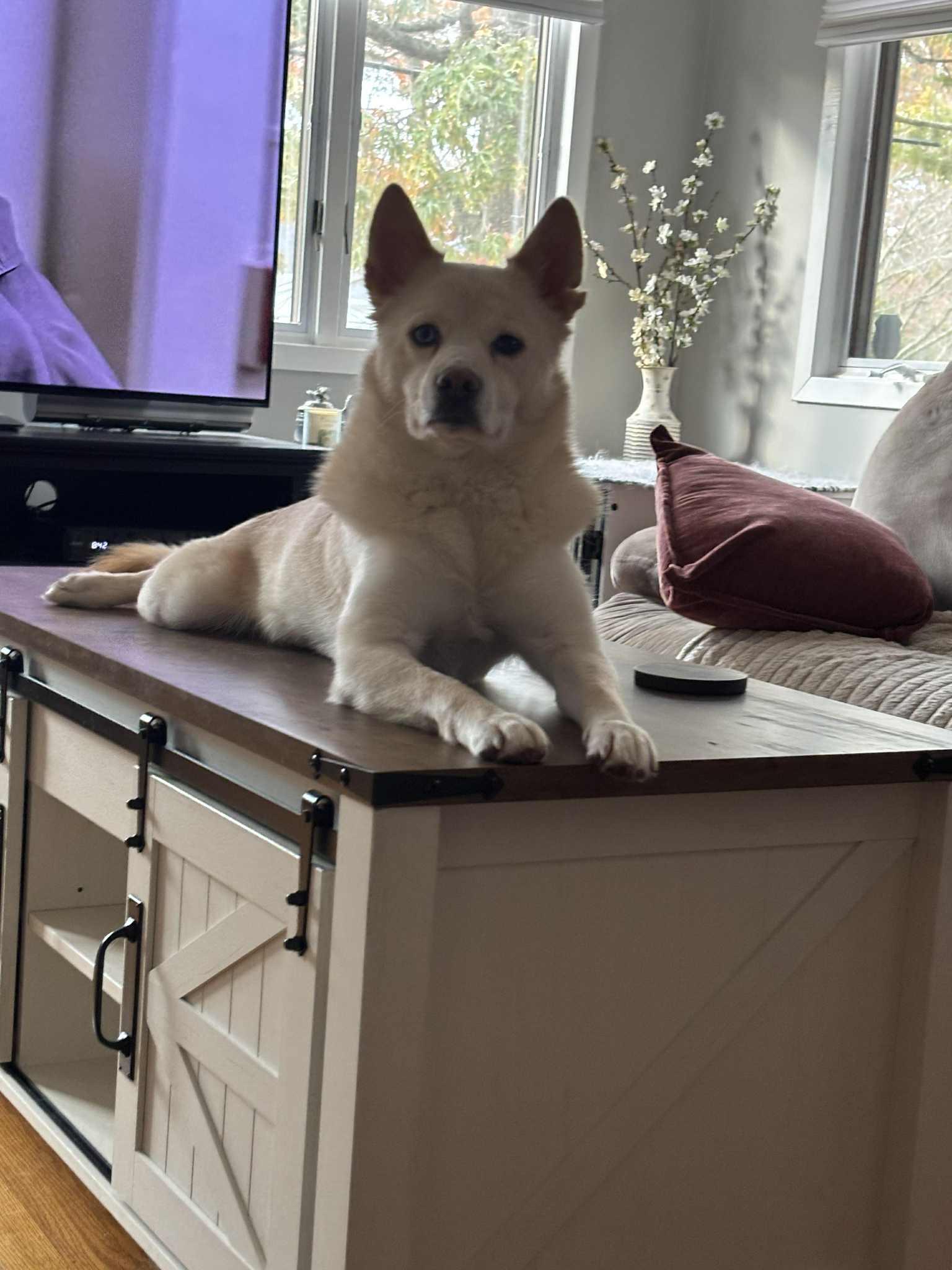 Enlarge Milo, a Adoptable mixed breed in Toms River, NJ image 1/6